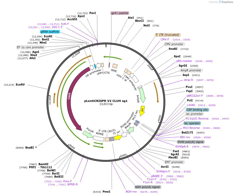 244857-plasmid-map-sequence-id-489395