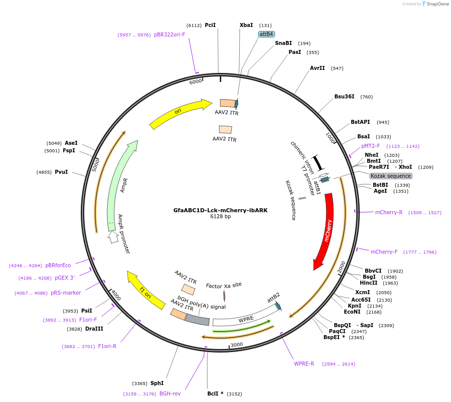 241241-plasmid-map-sequence-id-489403