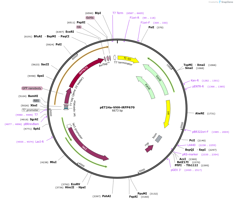 243768-plasmid-map-sequence-id-489420