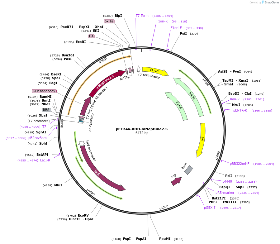 243765-plasmid-map-sequence-id-489424