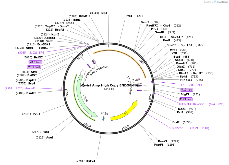 244881-plasmid-map-sequence-id-489443