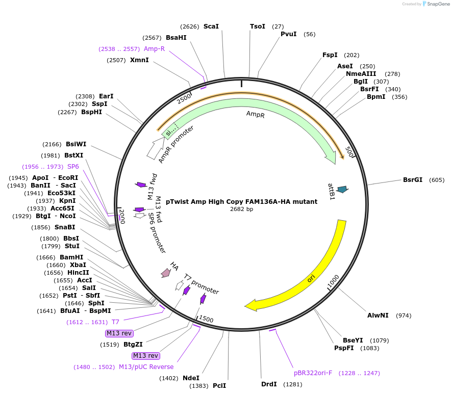 244882-plasmid-map-sequence-id-489445