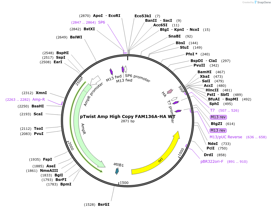 244883-plasmid-map-sequence-id-489446