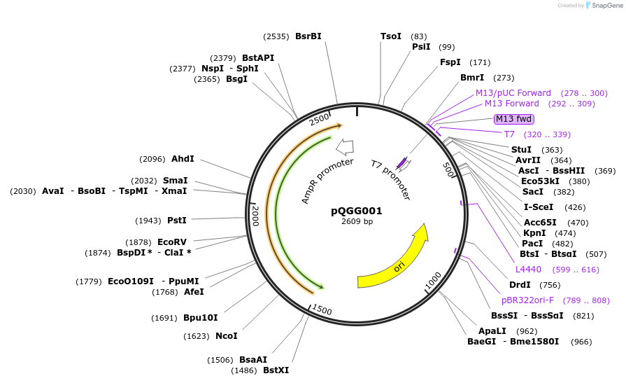 231313-plasmid-map-sequence-id-489465