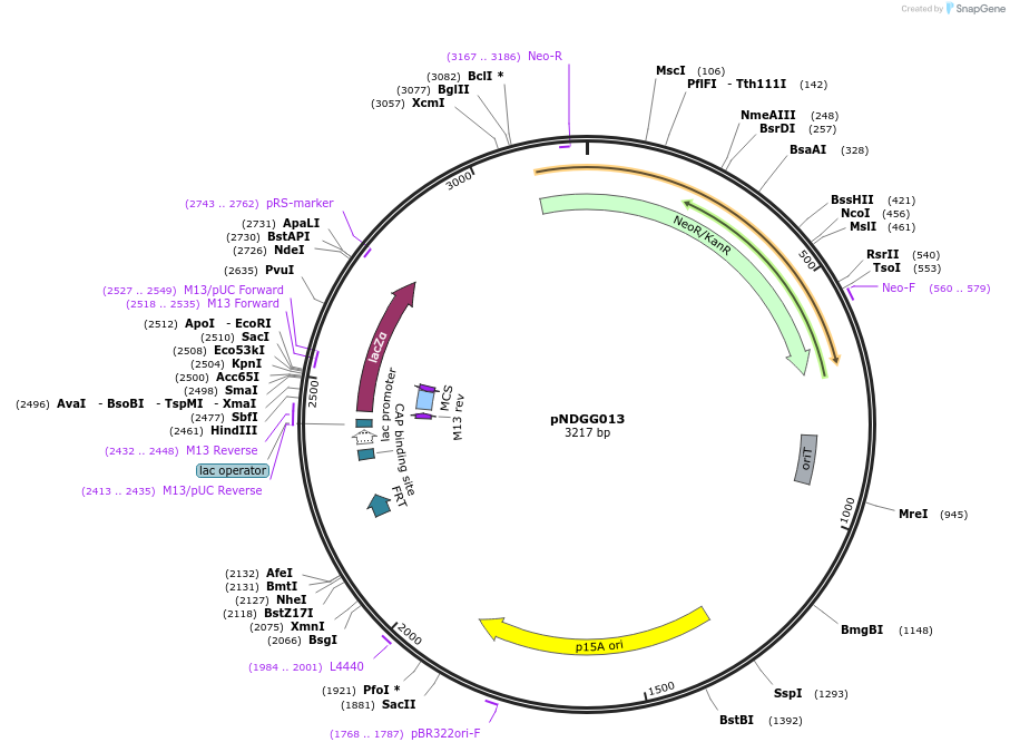 231334-plasmid-map-sequence-id-489466