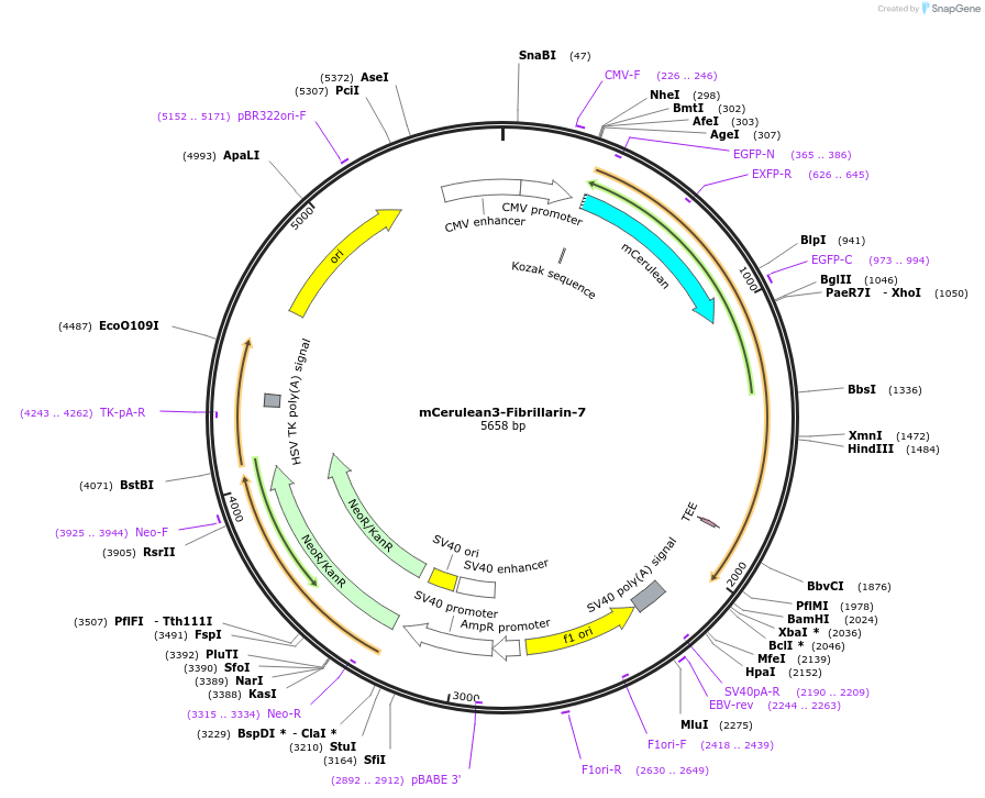 55419-plasmid-map-sequence-id-489471