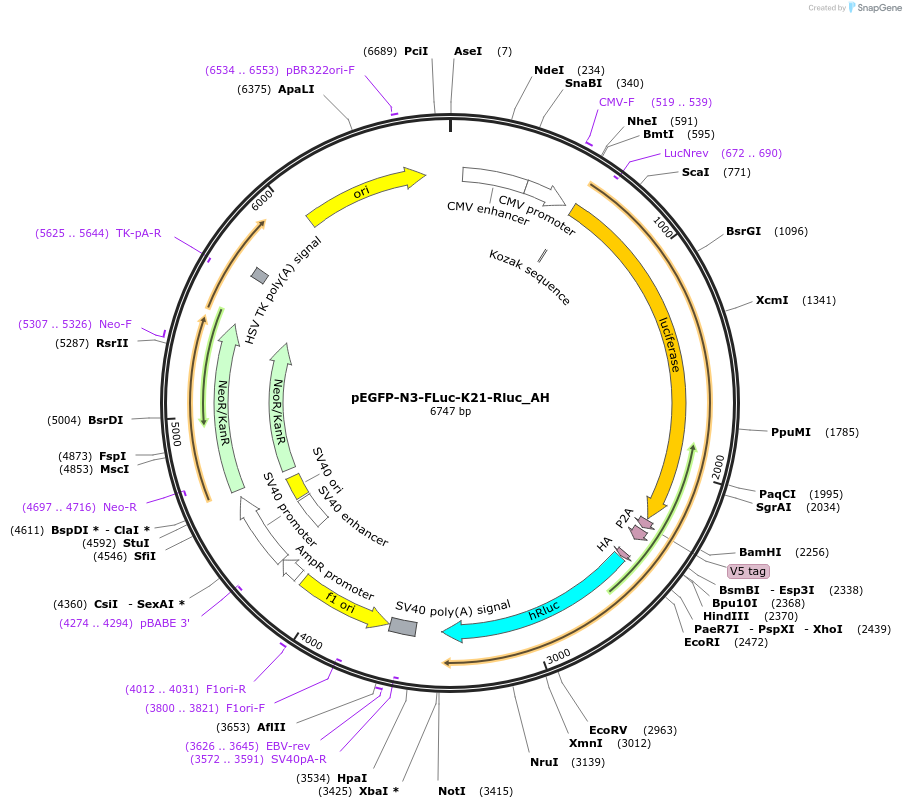 148847-plasmid-map-sequence-id-489476