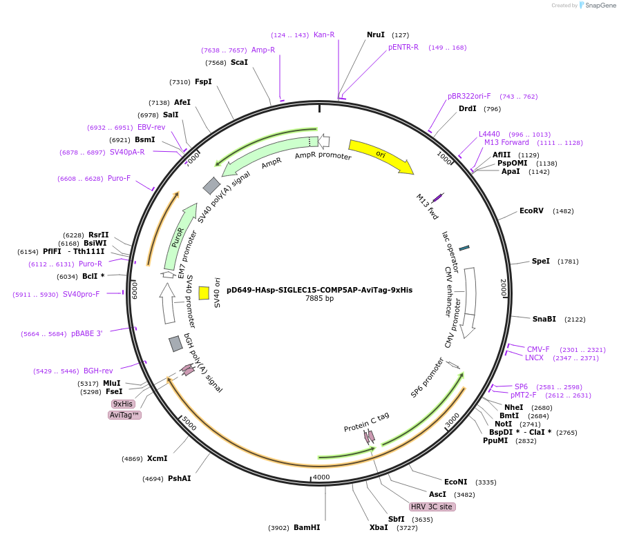 157262-plasmid-map-sequence-id-489478