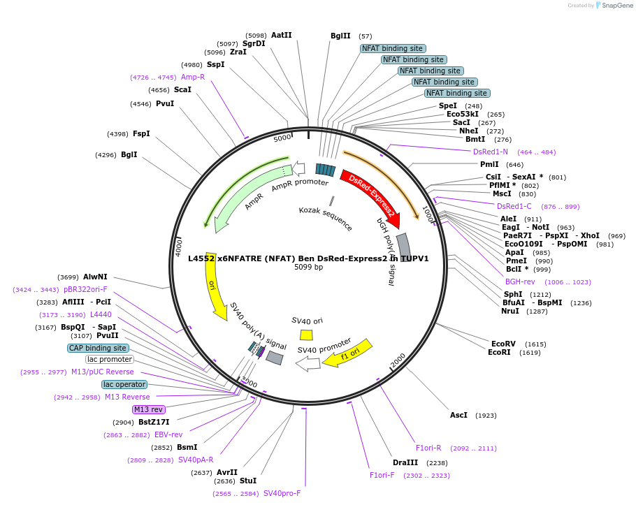 244201-plasmid-map-sequence-id-489484