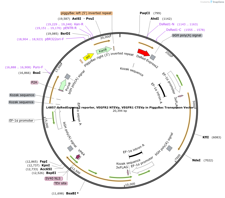 244187-plasmid-map-sequence-id-489486