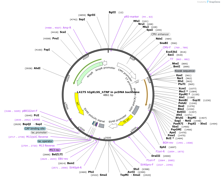 244182-plasmid-map-sequence-id-489487