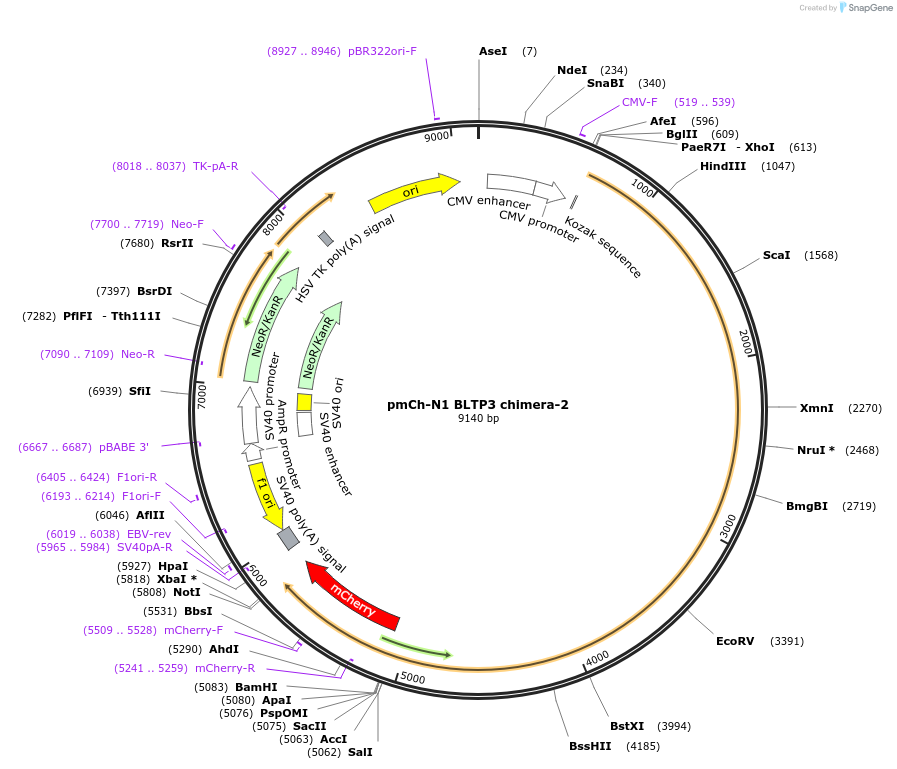 241252-plasmid-map-sequence-id-489488