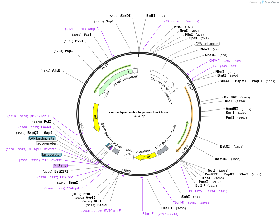 244183-plasmid-map-sequence-id-489491