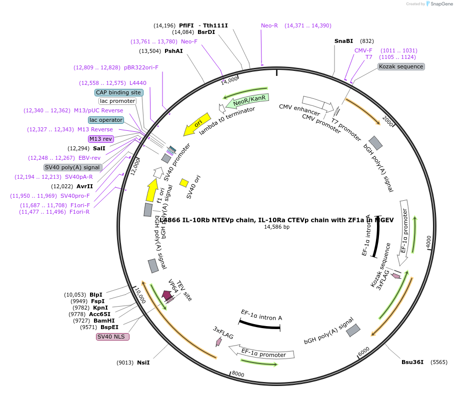 244190-plasmid-map-sequence-id-489496