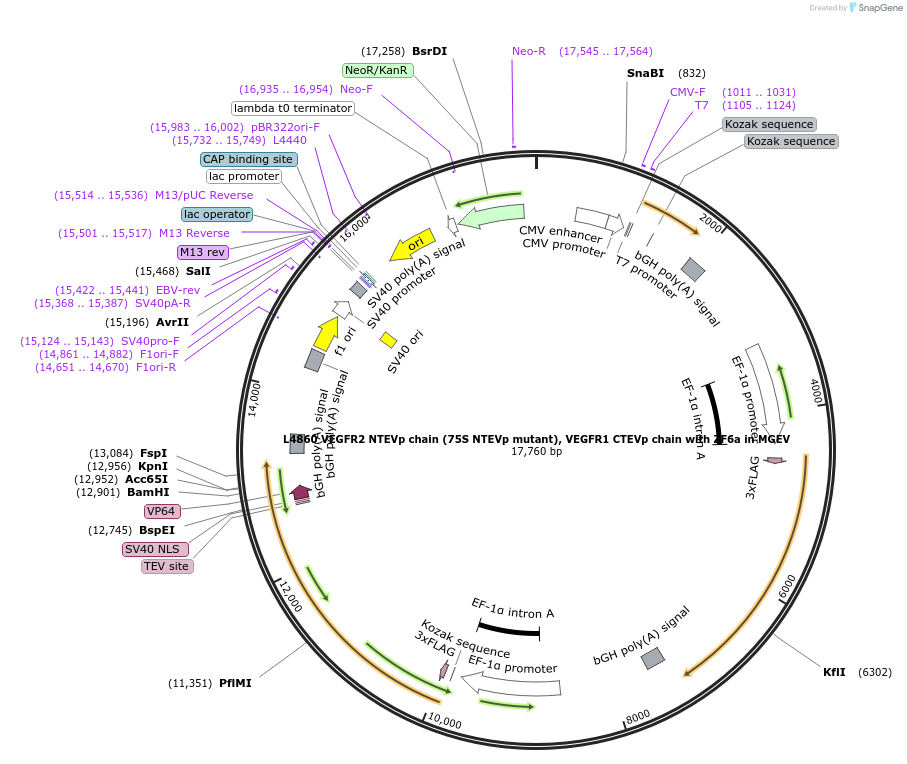 244188-plasmid-map-sequence-id-489497