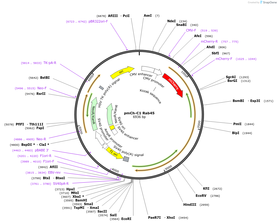 241255-plasmid-map-sequence-id-489499