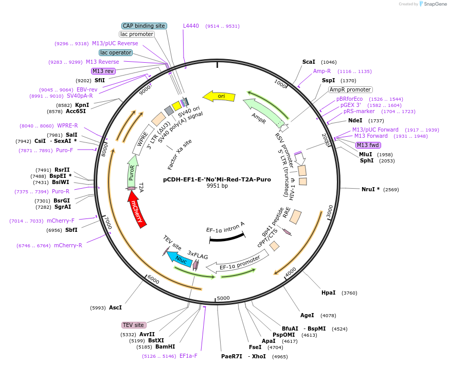 246642-plasmid-map-sequence-id-489517