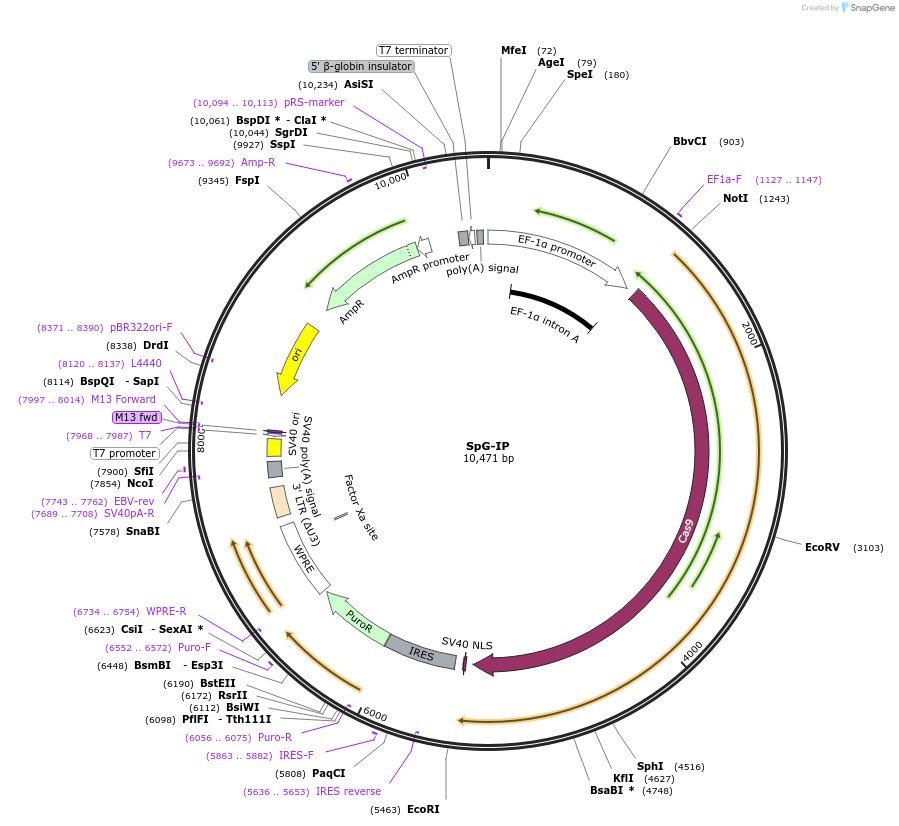 242073-plasmid-map-sequence-id-489519