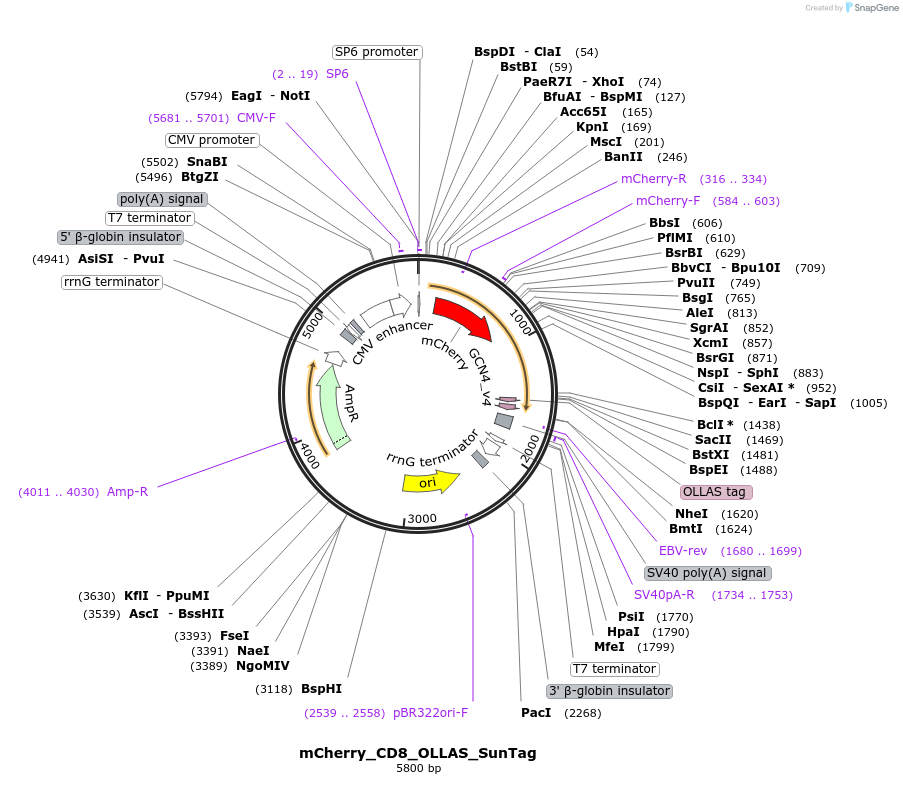 244060-plasmid-map-sequence-id-489521
