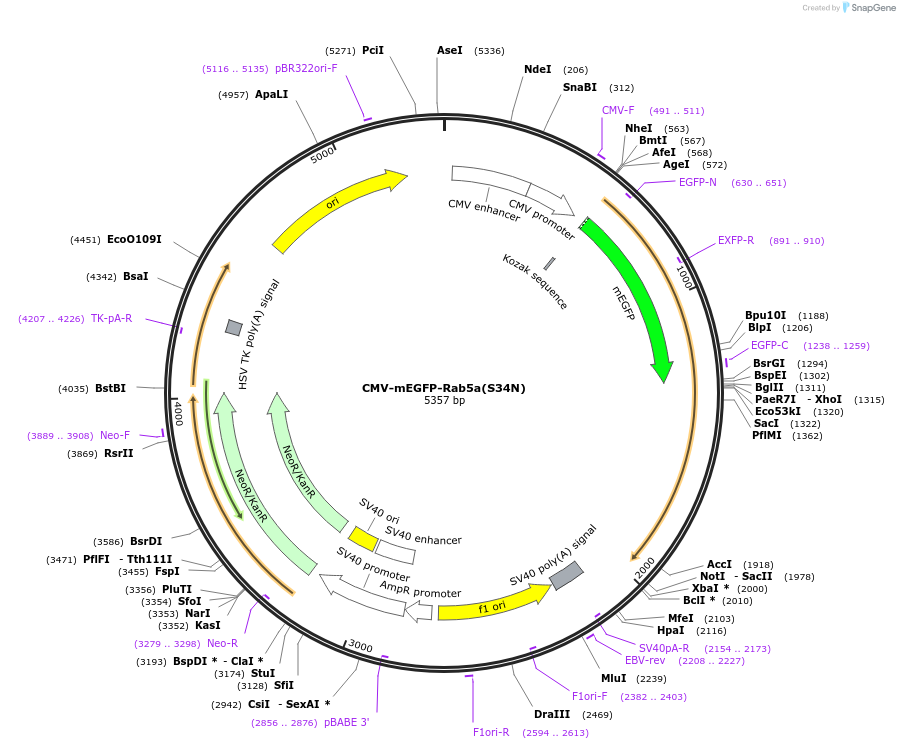 246255-plasmid-map-sequence-id-489525