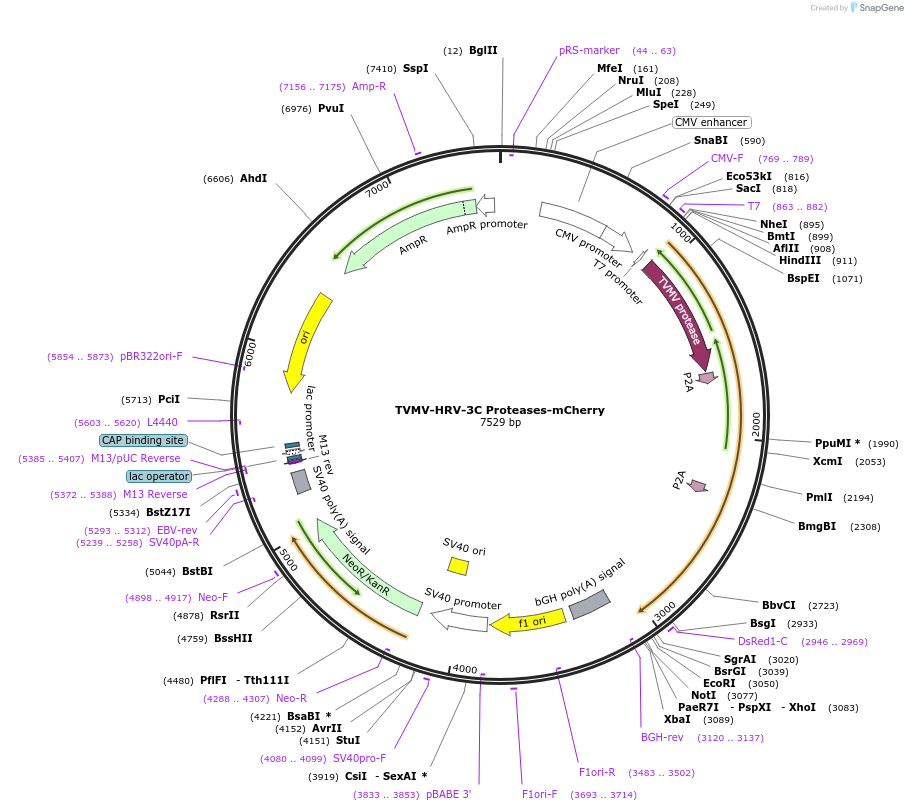 243796-plasmid-map-sequence-id-489527