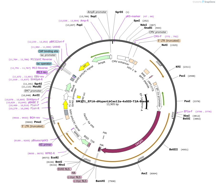 244209-plasmid-map-sequence-id-489531