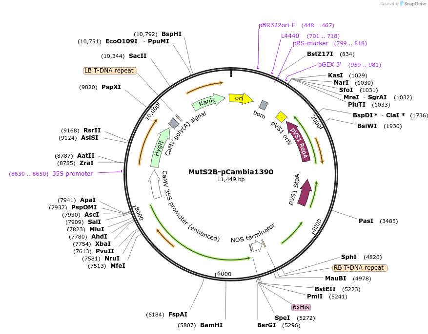 246545-plasmid-map-sequence-id-489533