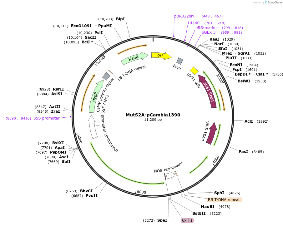 246544-plasmid-map-sequence-id-489534
