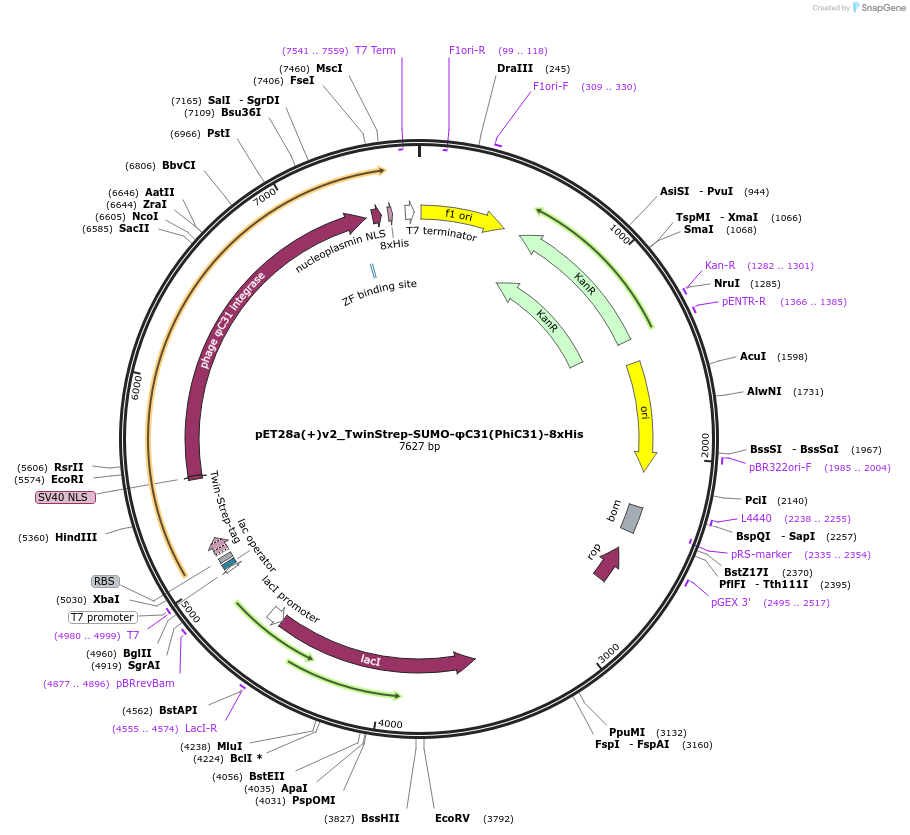 246982-plasmid-map-sequence-id-489535