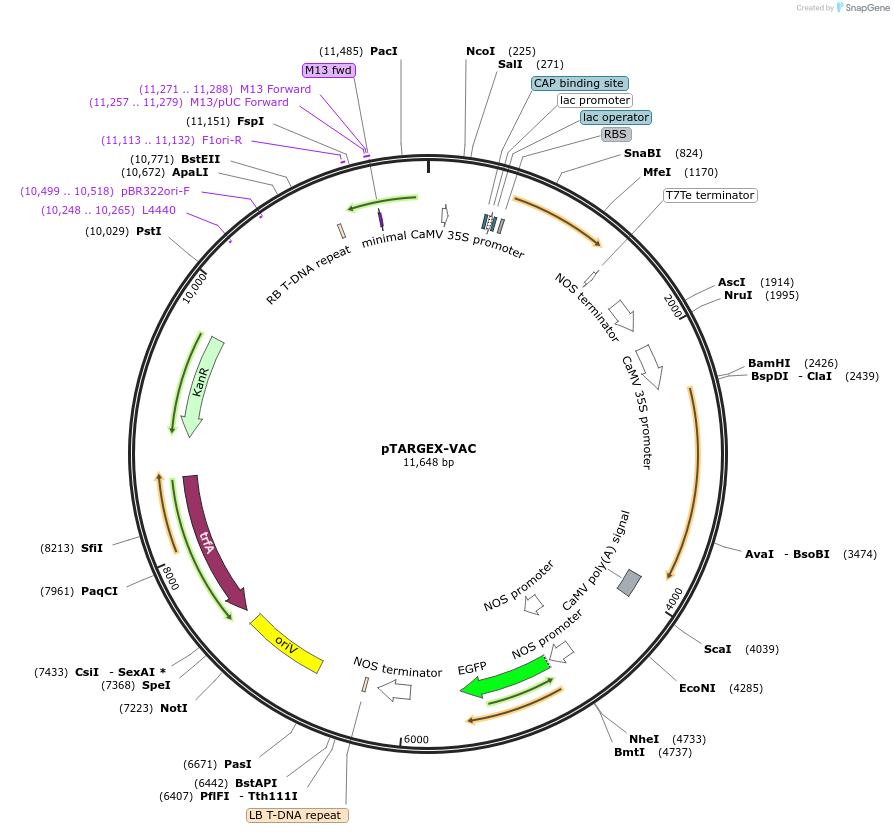 242450-plasmid-map-sequence-id-489544