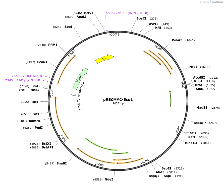 240705-plasmid-map-sequence-id-489546