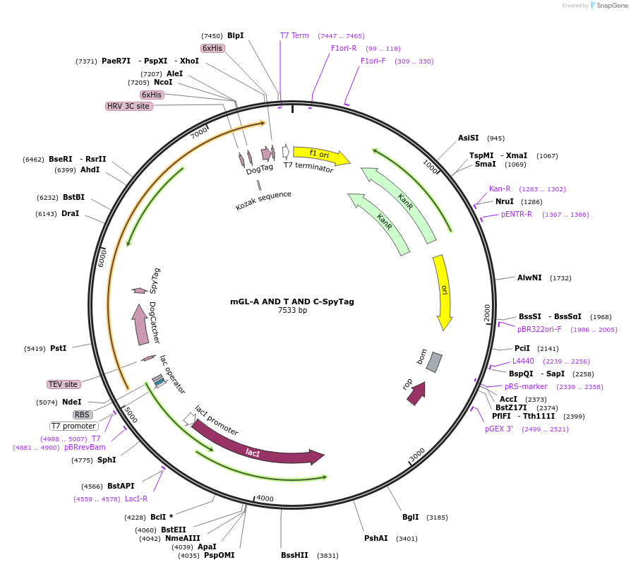 246949-plasmid-map-sequence-id-489547