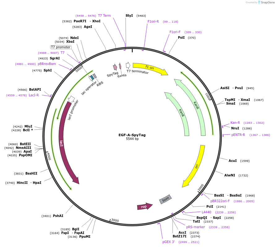 246944-plasmid-map-sequence-id-489549