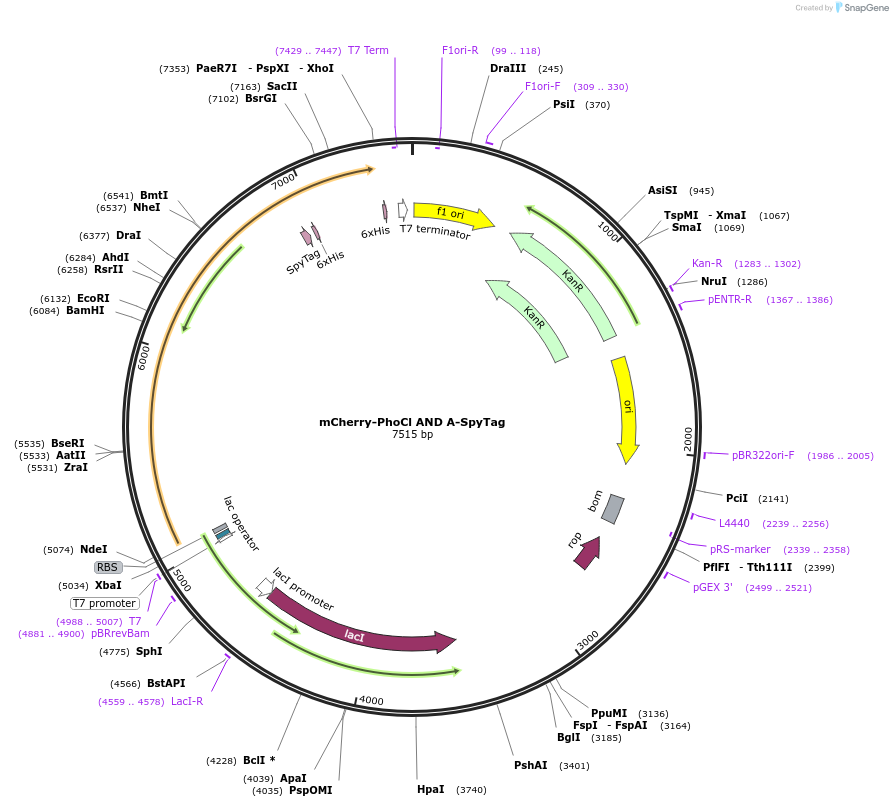 246950-plasmid-map-sequence-id-489551