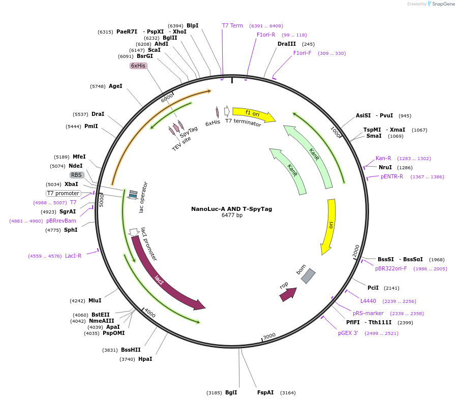 246946-plasmid-map-sequence-id-489552