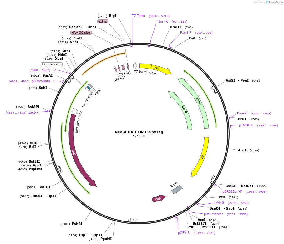 246948-plasmid-map-sequence-id-489555