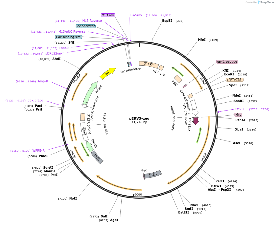 242432-plasmid-map-sequence-id-489565