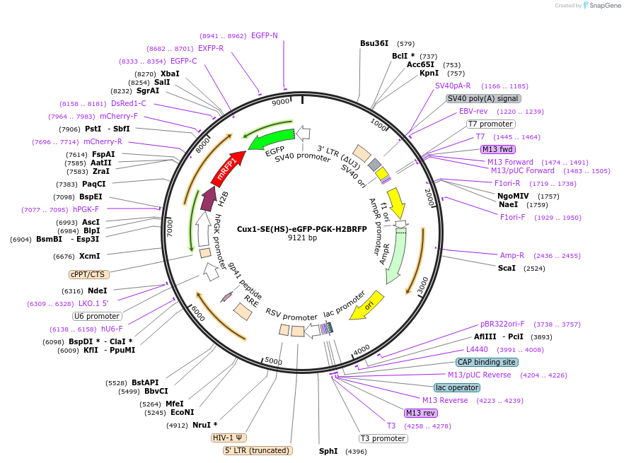 241867-plasmid-map-sequence-id-489567