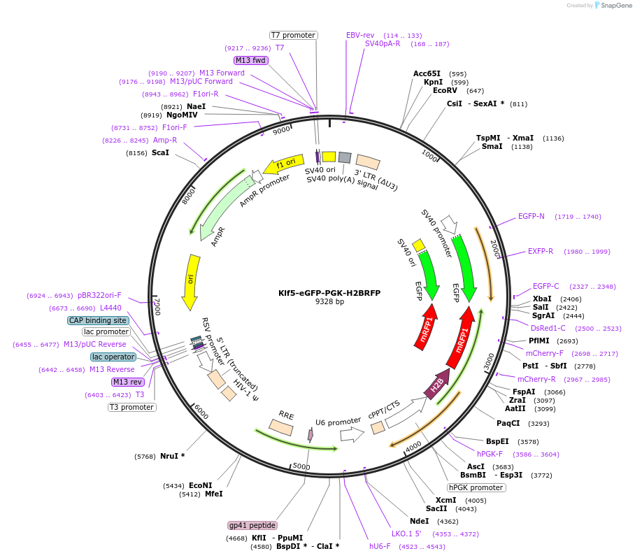241865-plasmid-map-sequence-id-489575