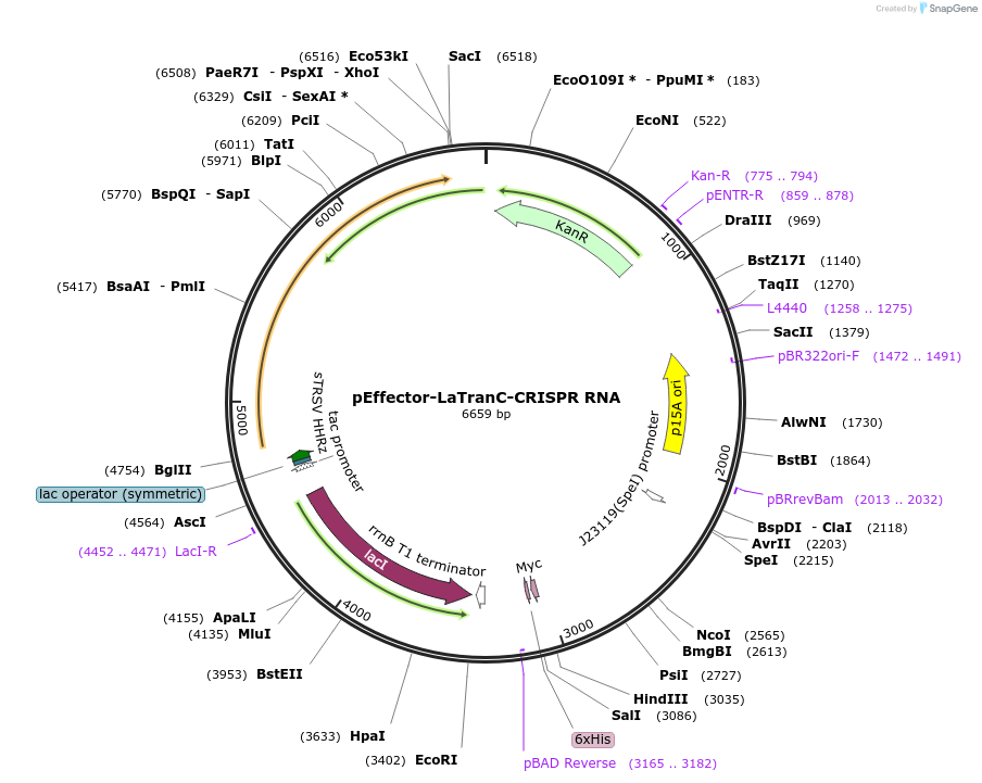 246928-plasmid-map-sequence-id-489586