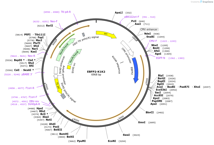 242819-plasmid-map-sequence-id-489590