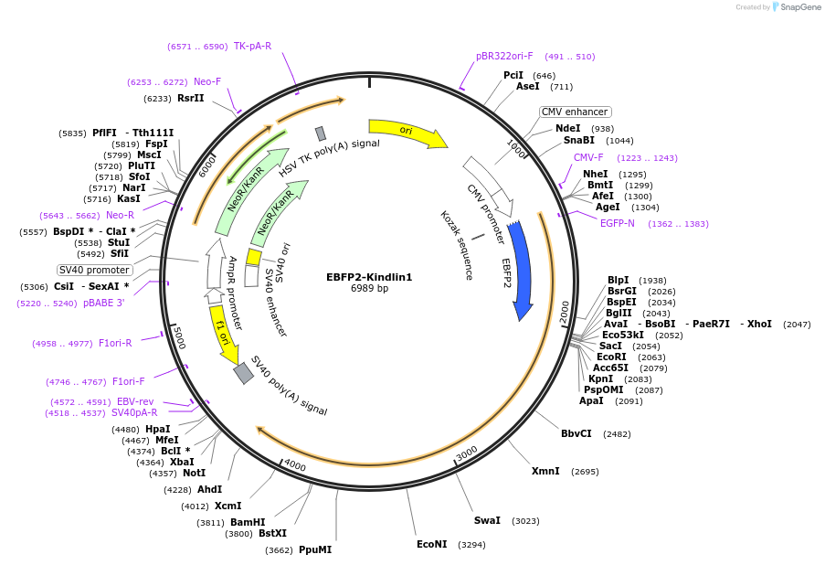 242821-plasmid-map-sequence-id-489592