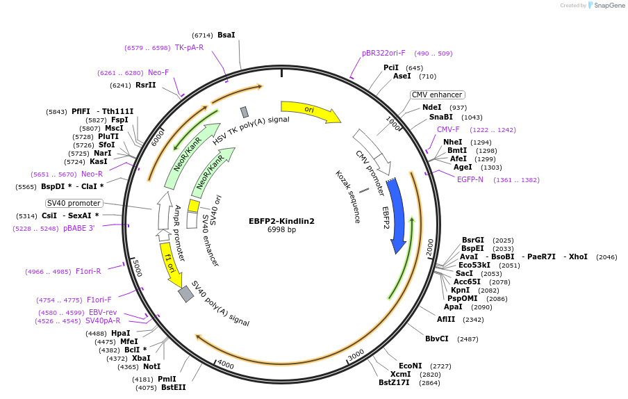 242822-plasmid-map-sequence-id-489594