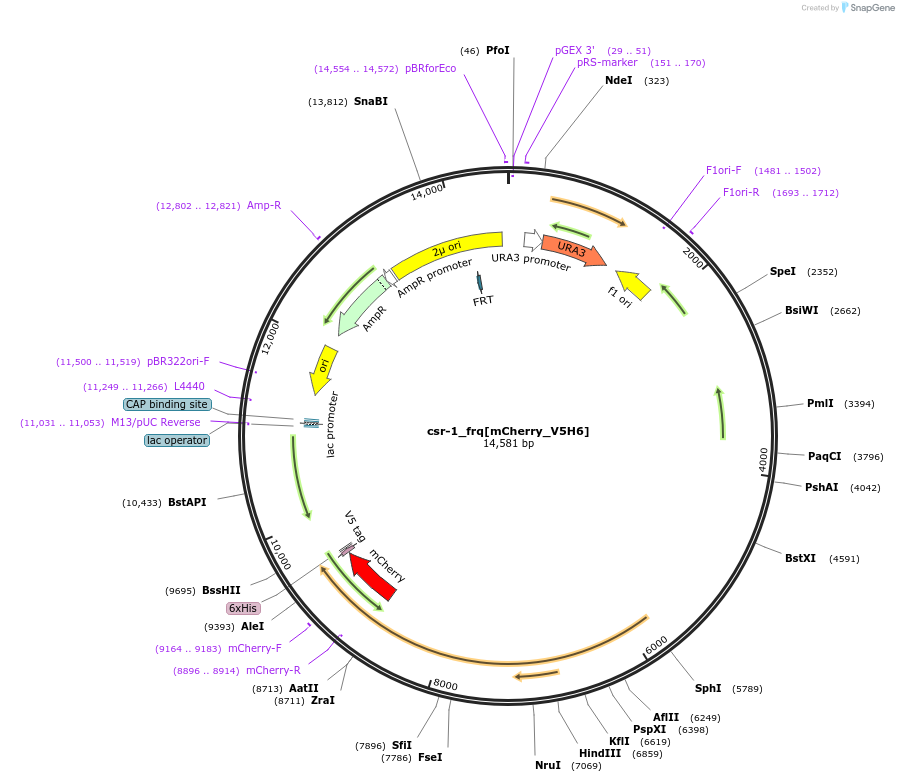 245517-plasmid-map-sequence-id-489598