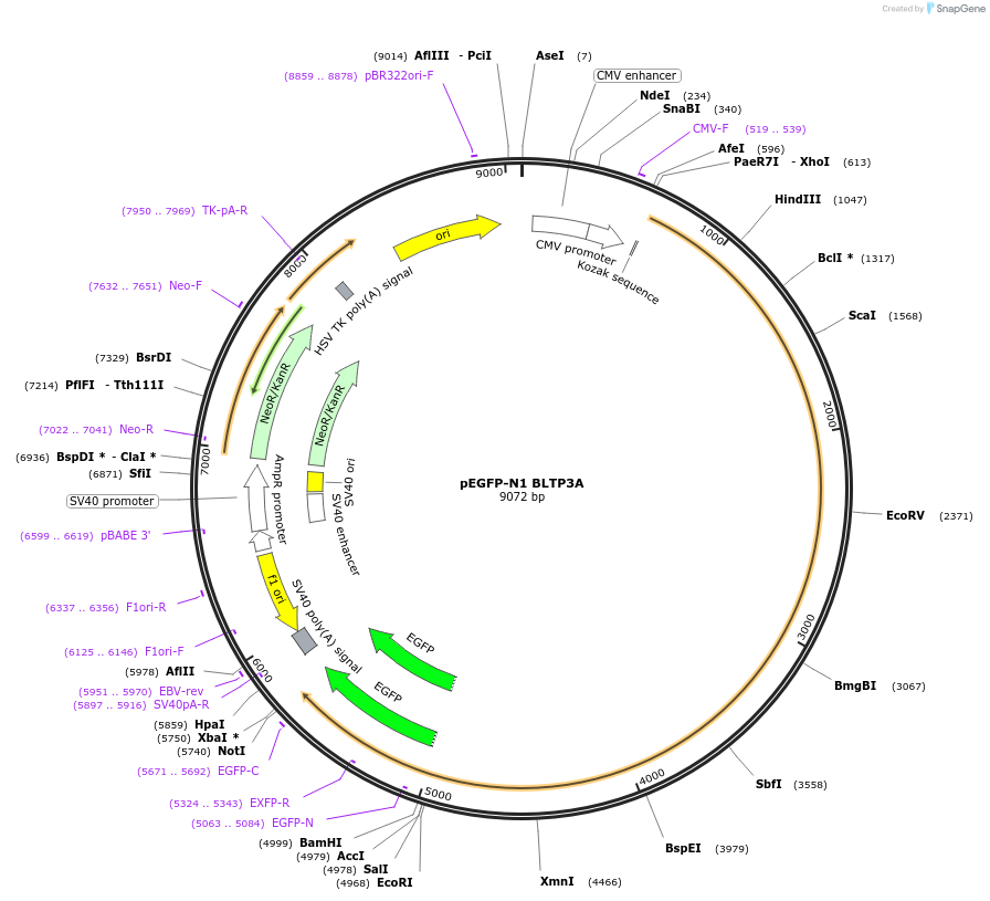 241247-plasmid-map-sequence-id-489599