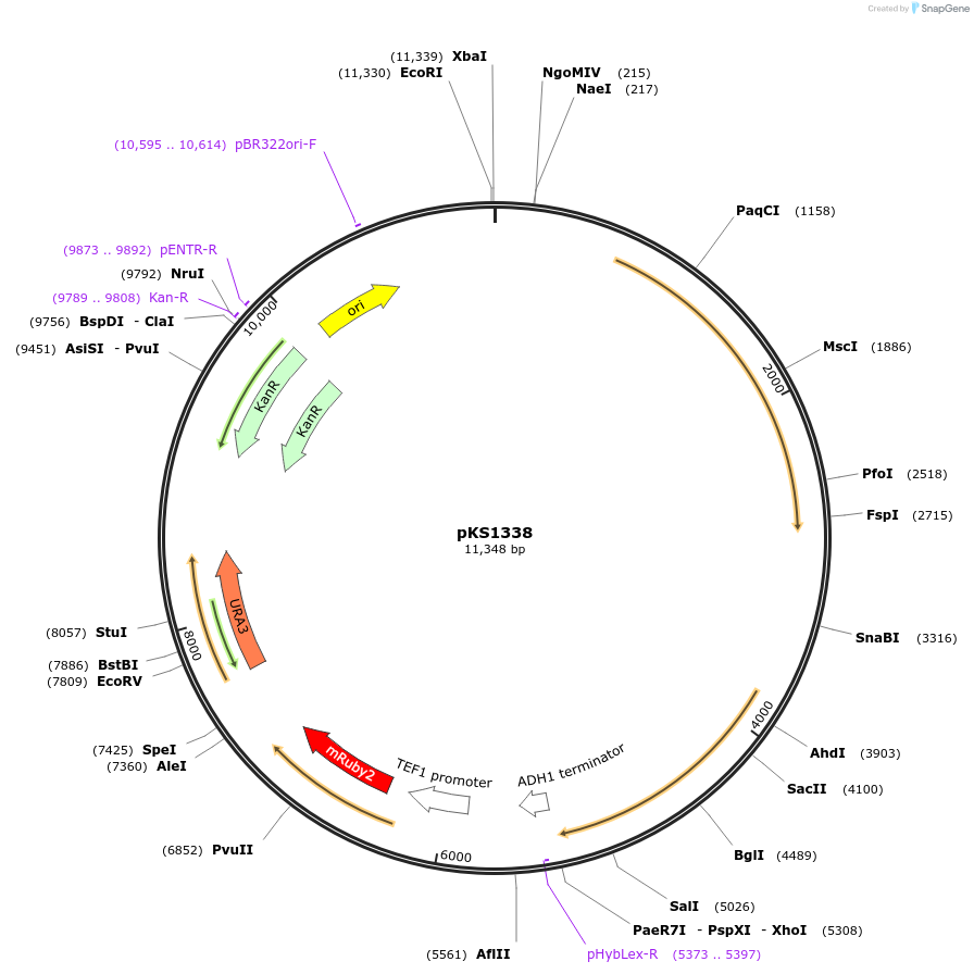 239511-plasmid-map-sequence-id-489601