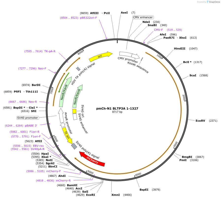 241253-plasmid-map-sequence-id-489604