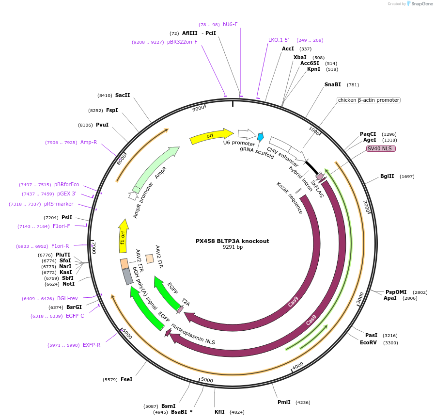 241256-plasmid-map-sequence-id-489606