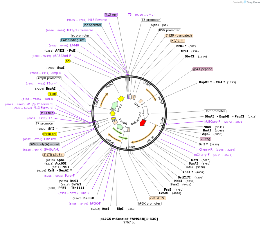 211351-plasmid-map-sequence-id-489608