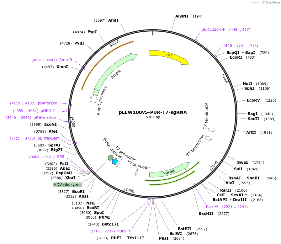 245108-plasmid-map-sequence-id-489616